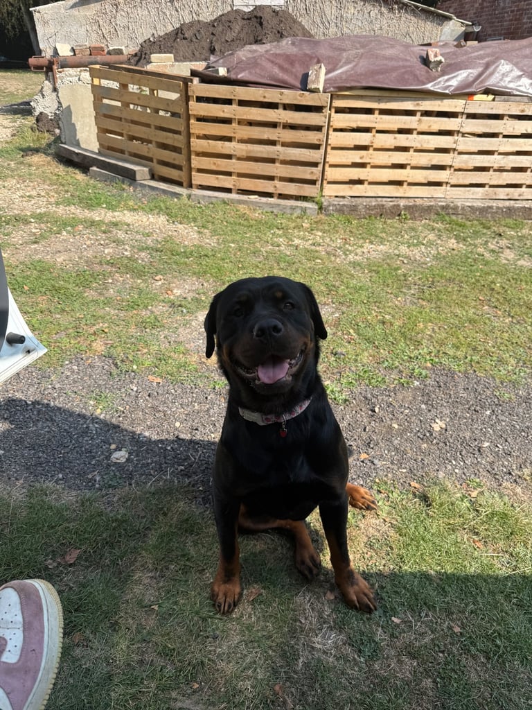 Female Rottweiler 