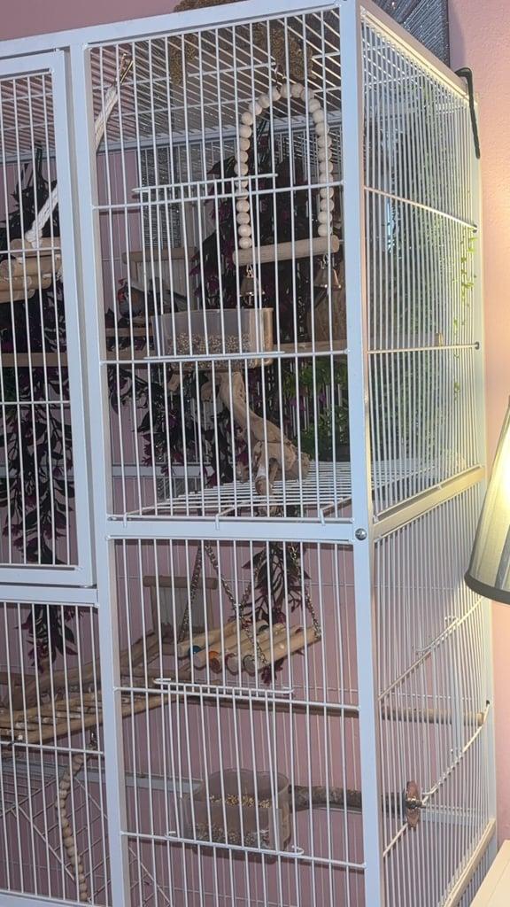 Male and female zebra finches with huge enclosure 