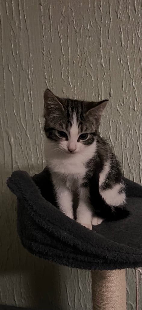 Kittens for sale 