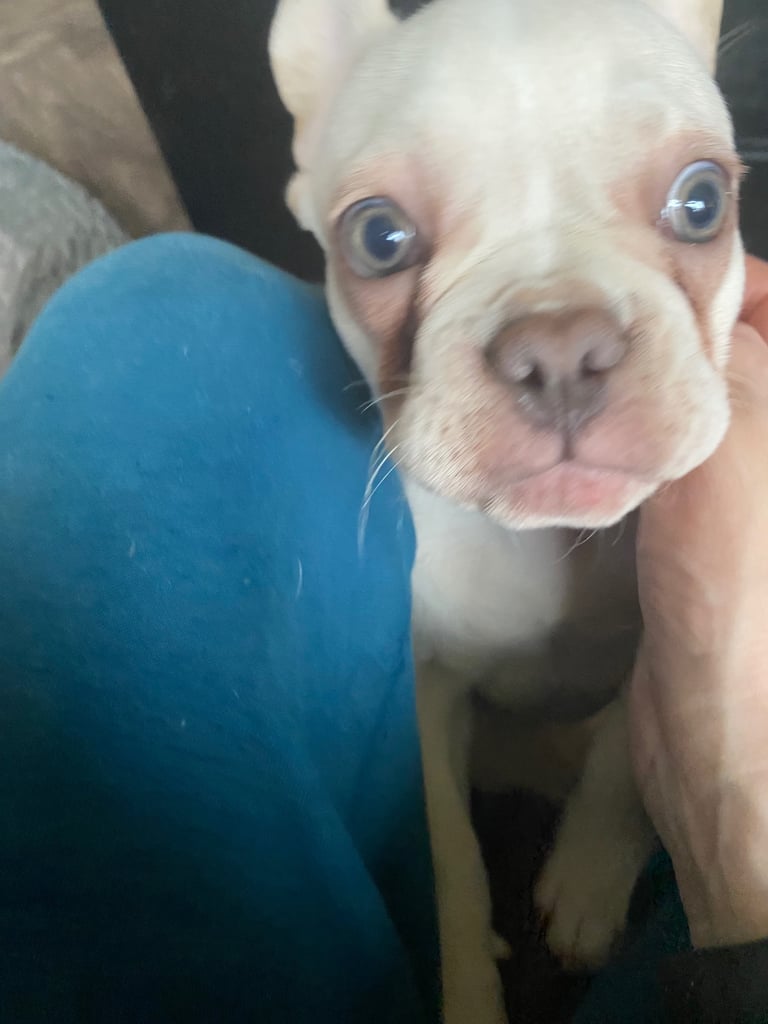 Frenchie pups for sale 