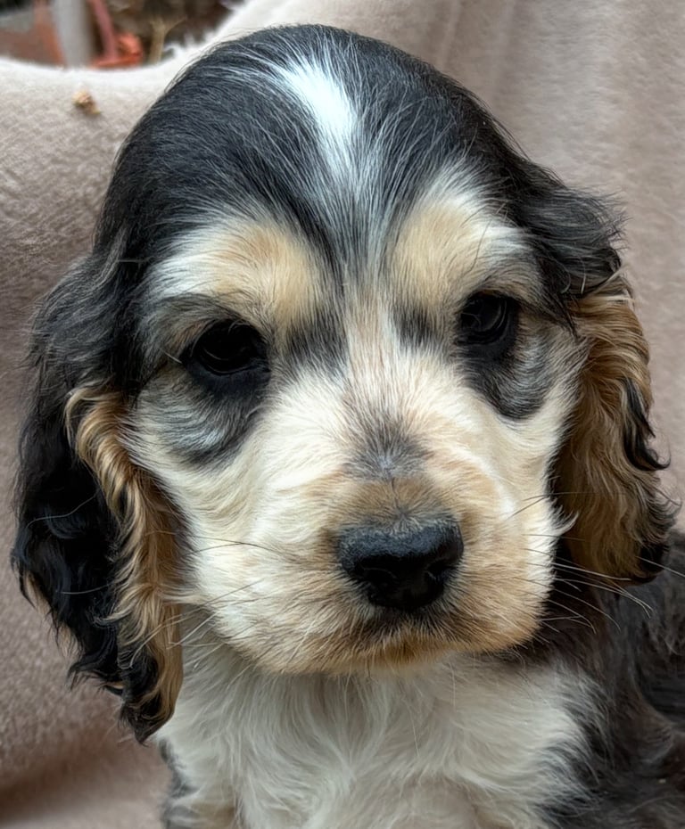 Show cocker spaniels