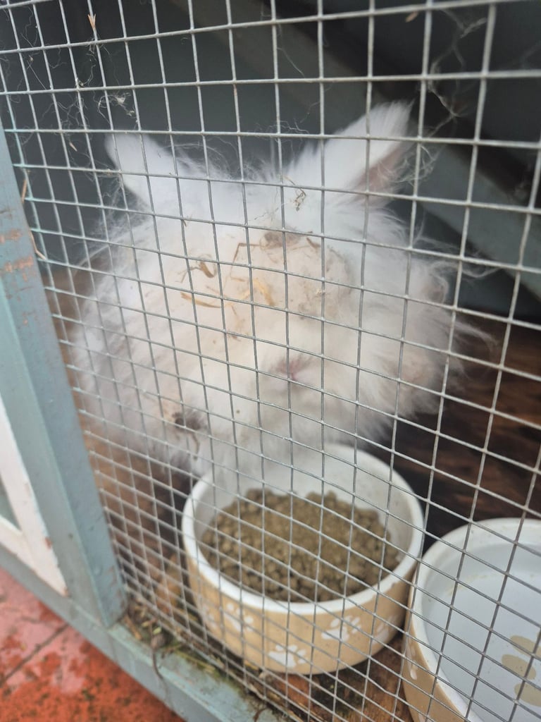 image for Lion head bunny rabbit