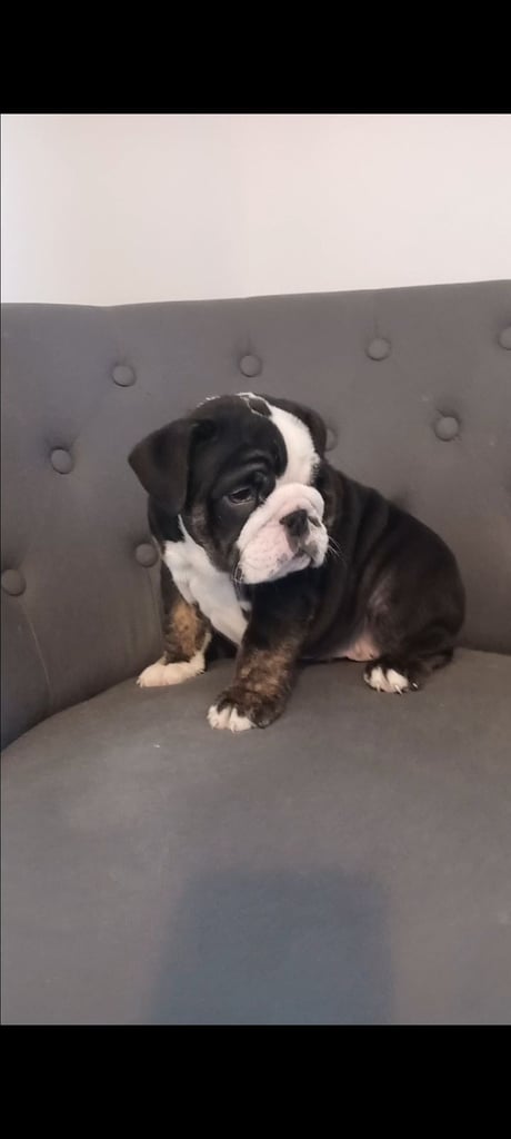 English bulldog puppies