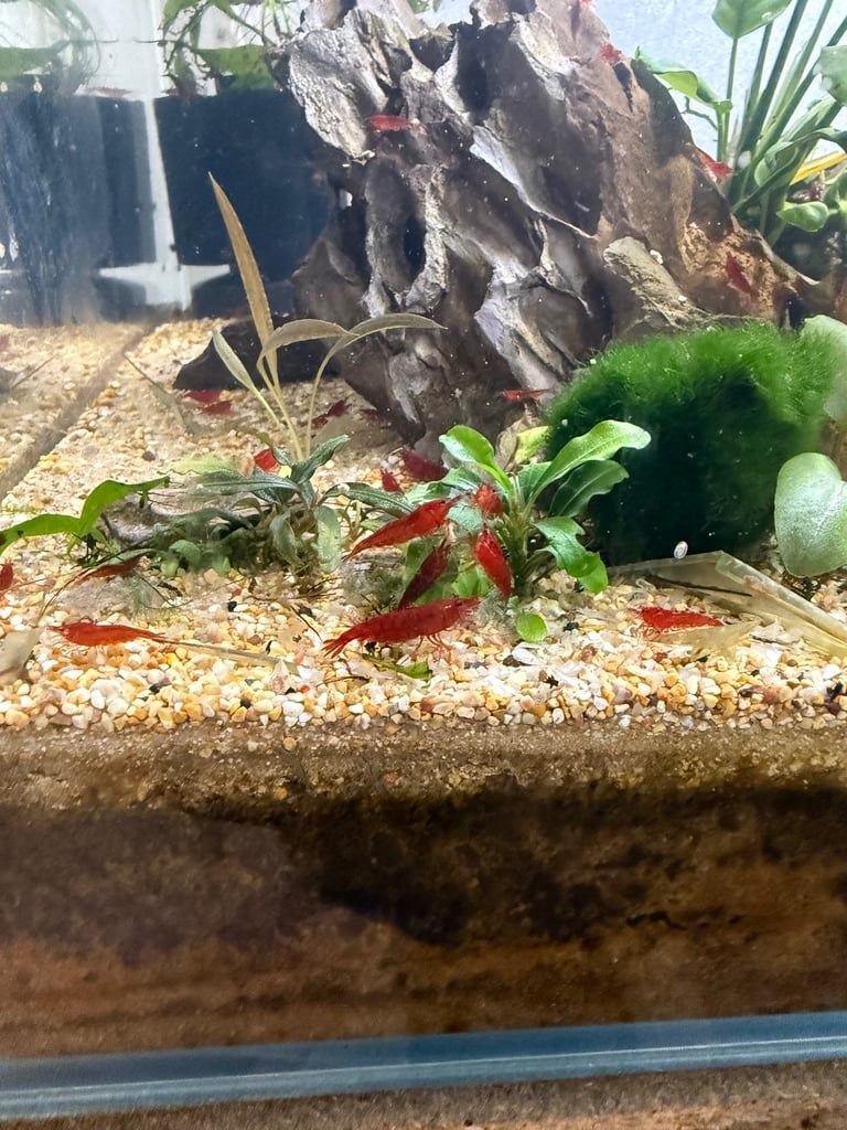 Selling fish and shrimp 