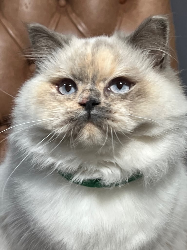 British Shorthair & British Longhair Kittens