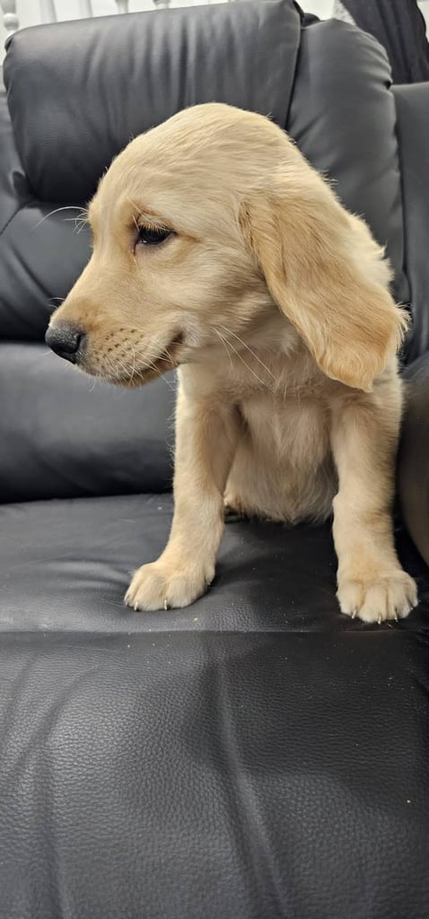 image for Golden reteiever puppy