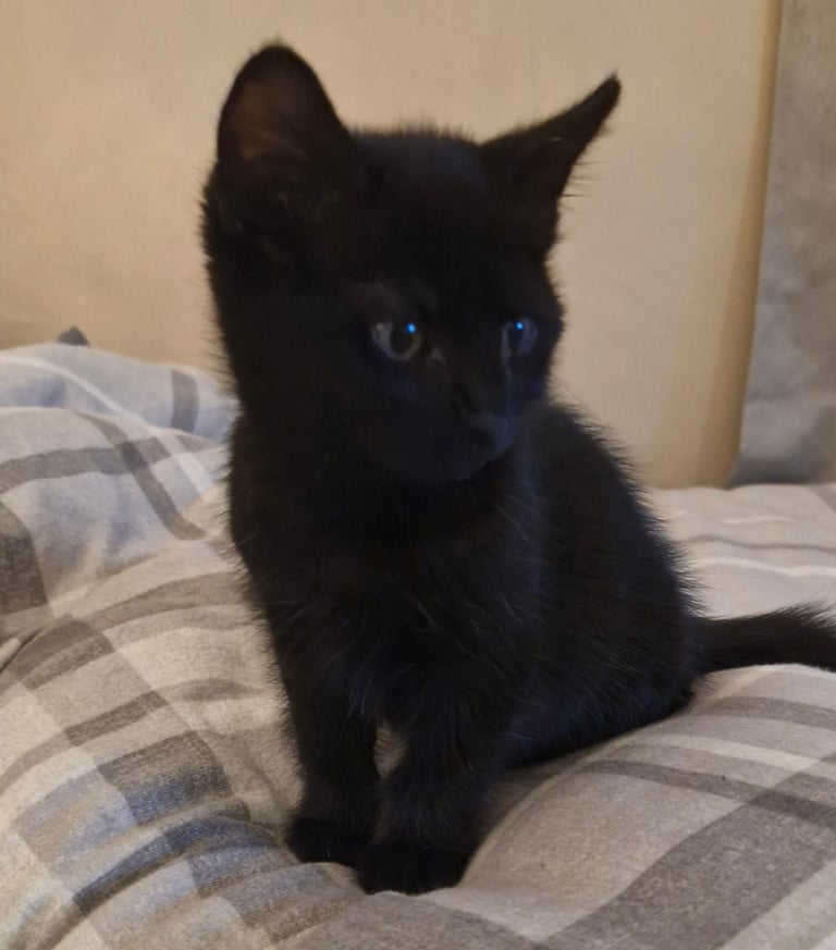 Kittens