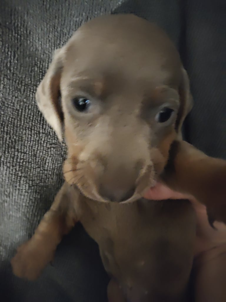 Miniature Dachshund puppies for sale 