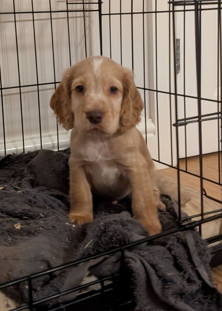 Stunning litter of Cocker Spaniel Puppies