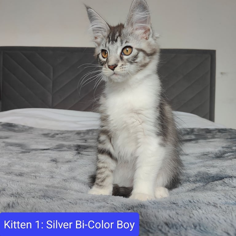 European Mainecoon Kittens 