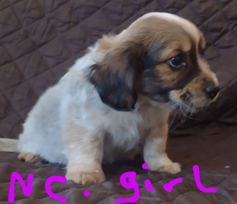 Beautiful jack Russell puppies 