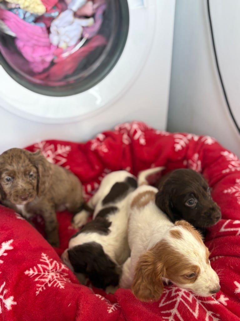 Beautiful Cocker Spaniel Puppys 😍
