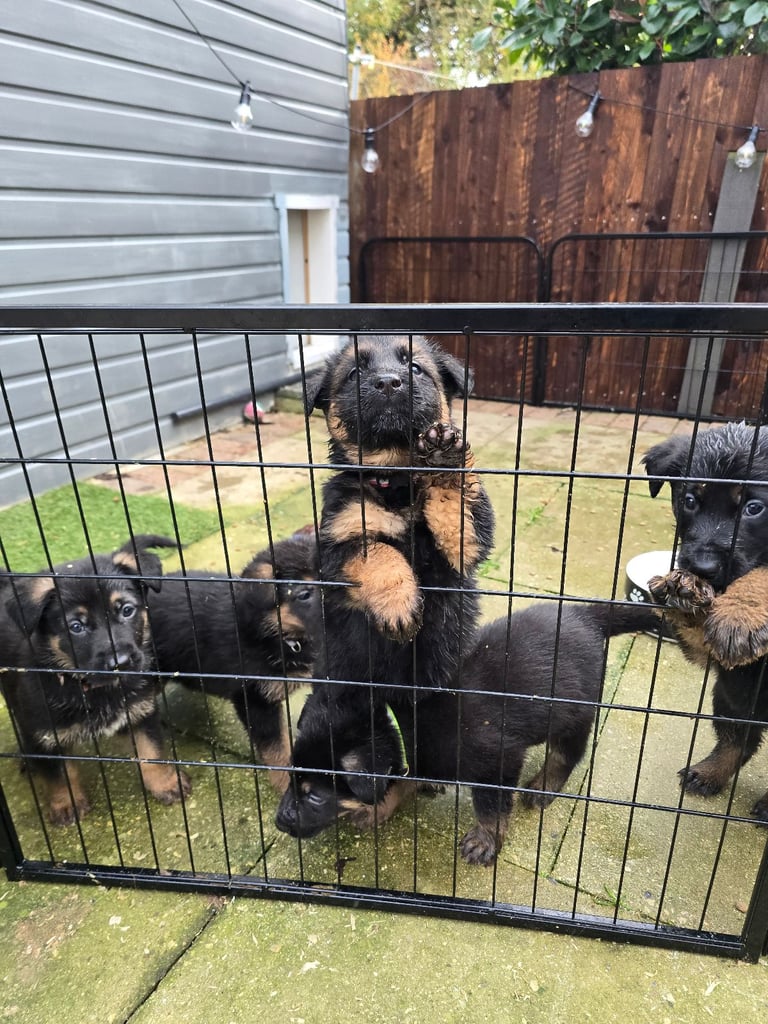 Pure breed German shepherd puppies for sale 