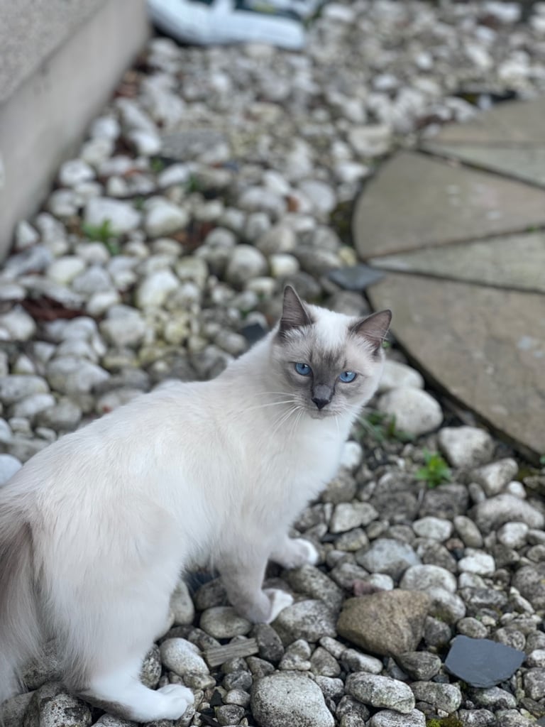 Ragdoll Kittens pedigree purebred 