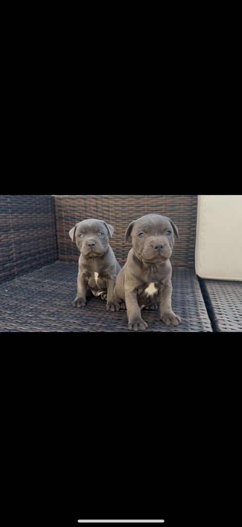 blue staffy puppies
