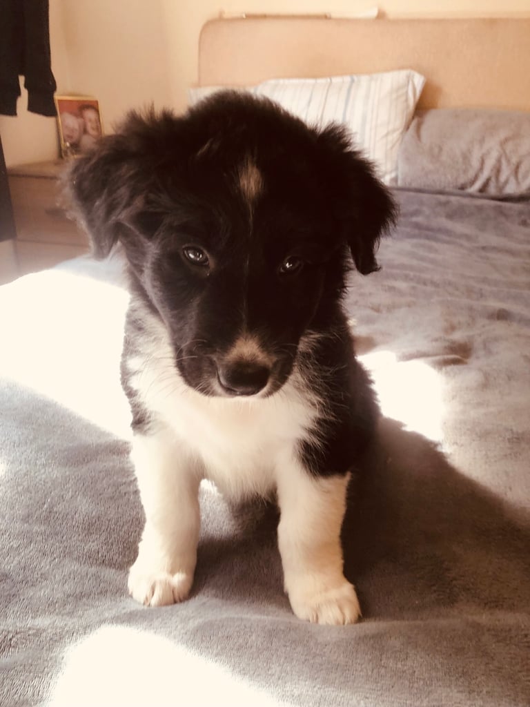 Boarder collie puppy’s 
