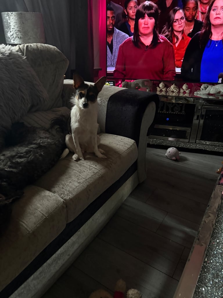 Mixed with a beusheun terrier 