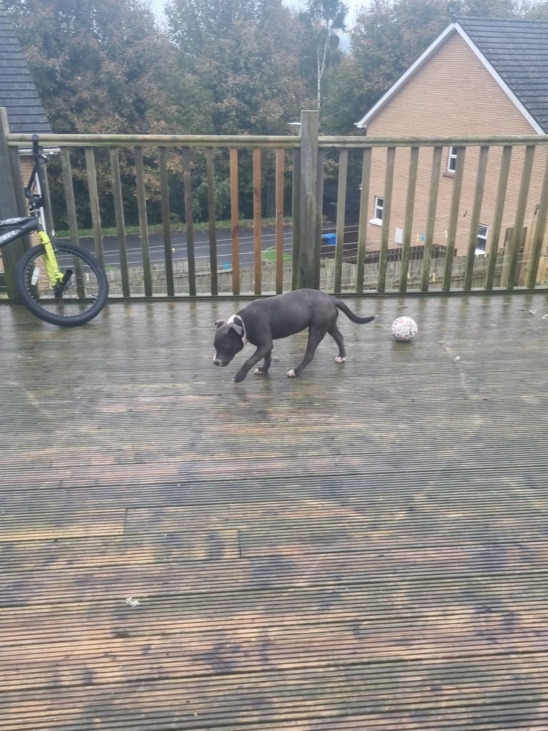 Staffordshire bull terrier kc 