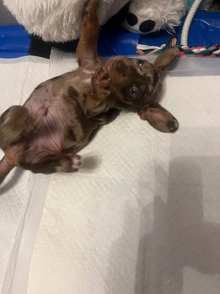 image for True two size mini dachshund boys