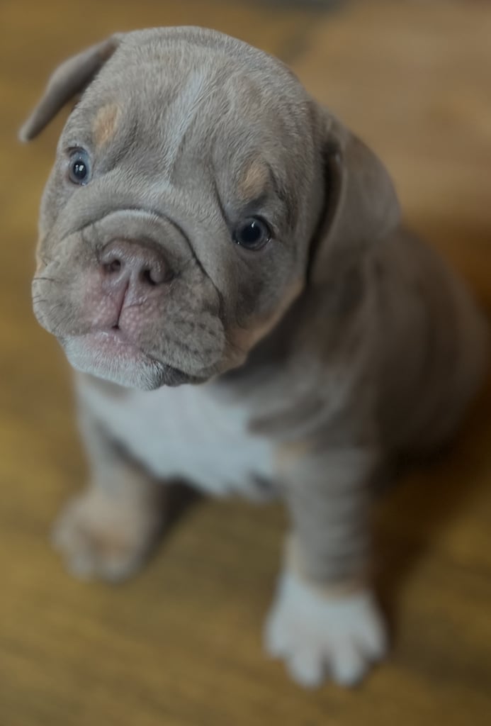 Bulldog puppies 8 weeks old