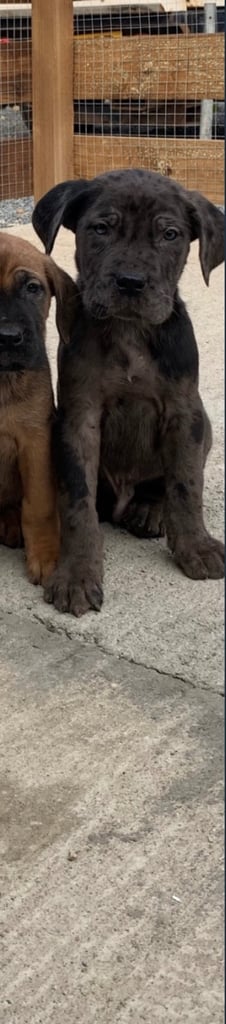 Stunning cane corso puppy (Boy)