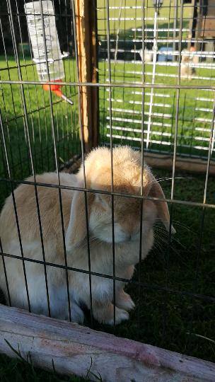 Two beautiful baby lop earred bunnies for sale 