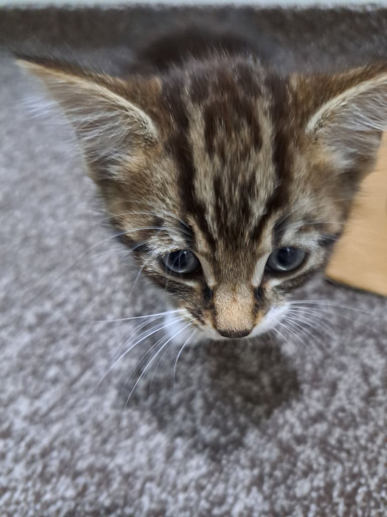 7 weeks old male kitten potty trained treated for worms and fleas