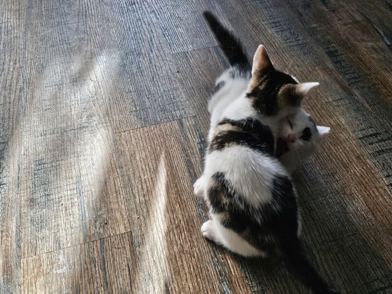 Kittens ready to go now