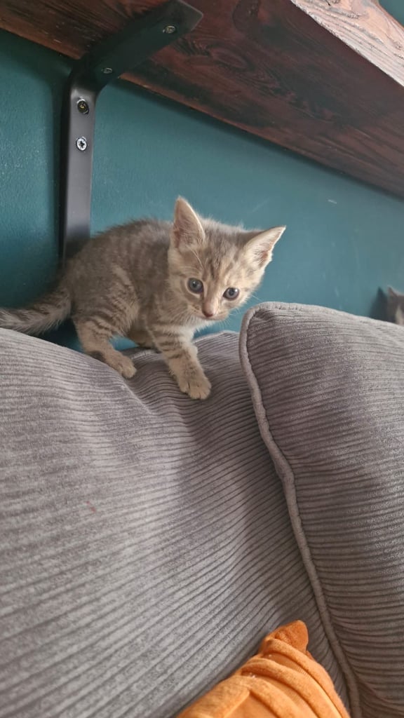 8 week old kittens 