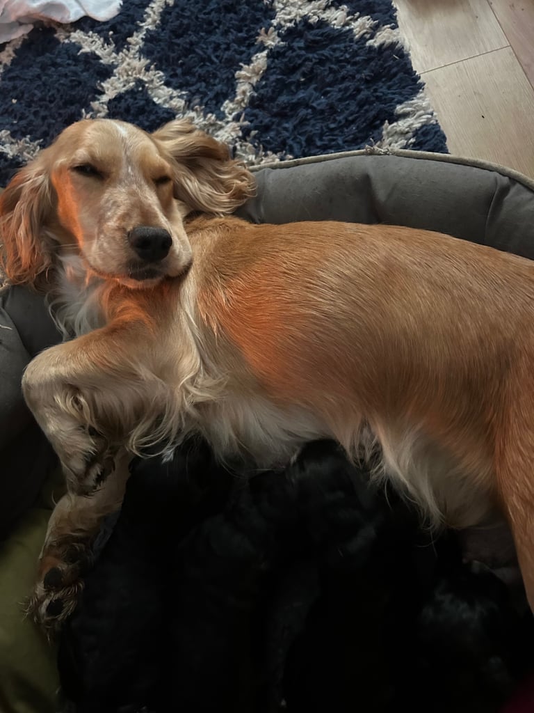 Cocker Spaniel cross pups