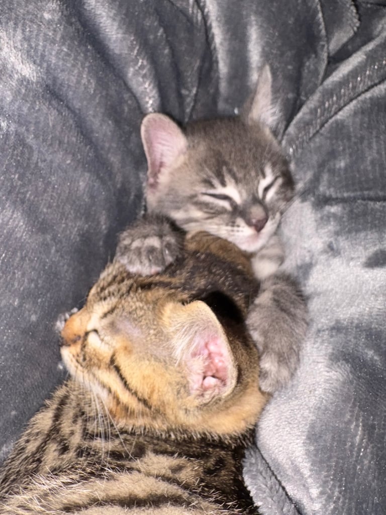 Russian Blue Bengals for Sale