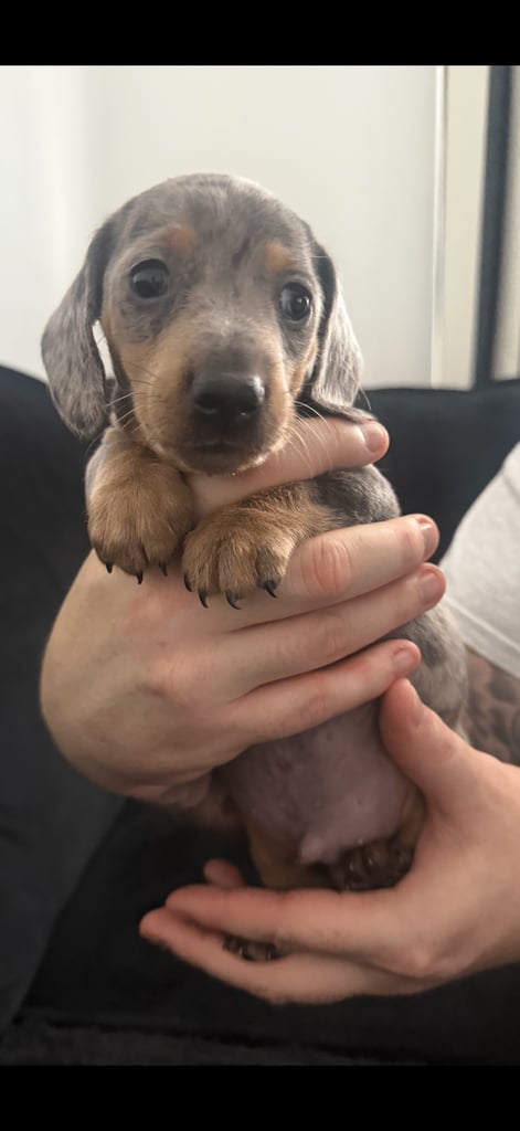 Miniature dachshund puppies 