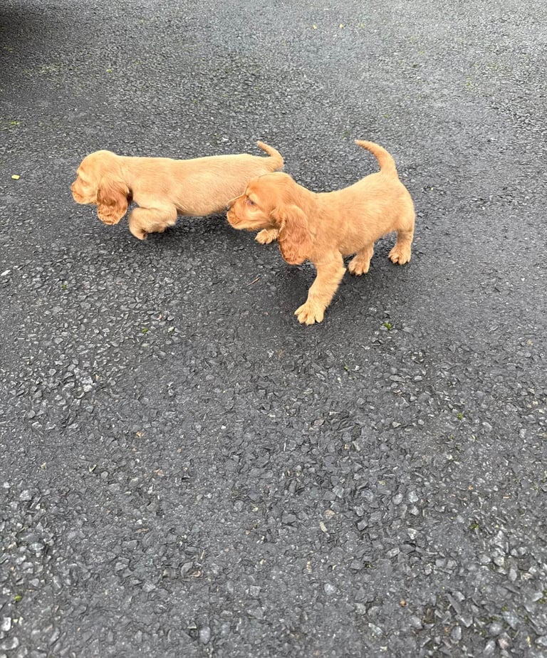 Cocker spaniel puppies 