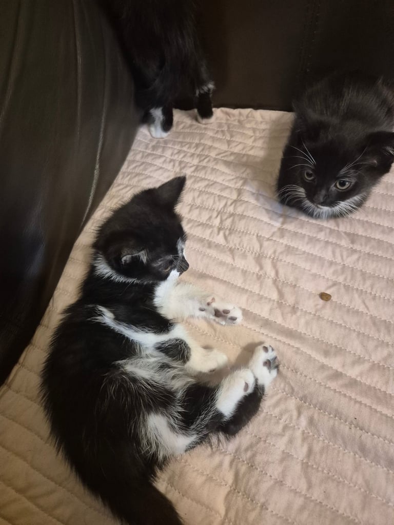 3 gorgeous female kittens. urgent. £45