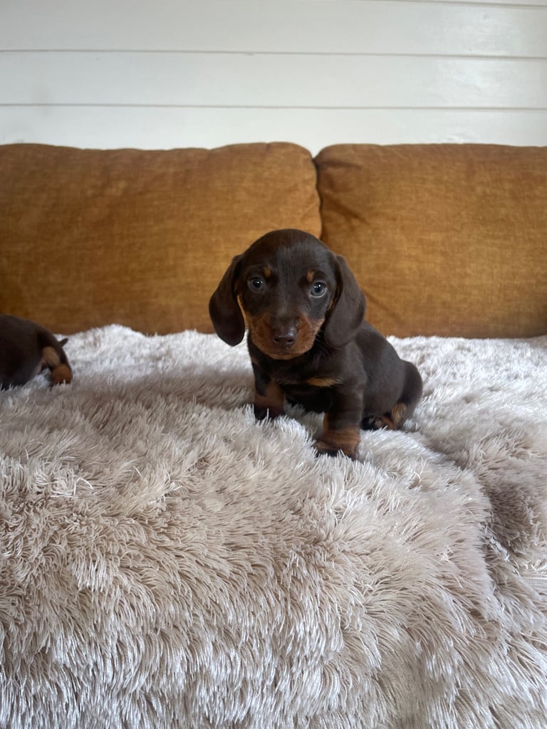 Miniature dachshund puppy 