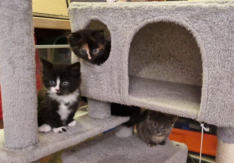 5 Gorgeous kittens for sale 