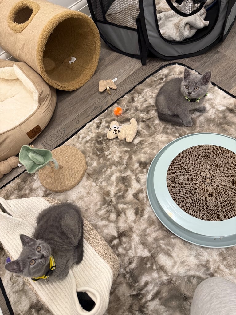 Gorgeous Blue Kittens – British Shorthair x Russian Blue Mix 