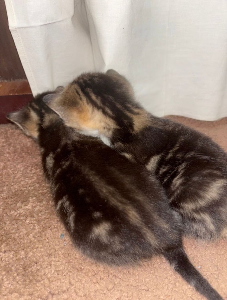 Kittens 
