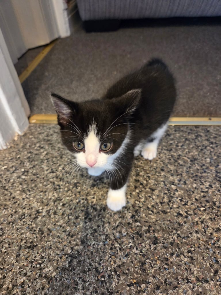 4 beautiful kittens ready for there new home