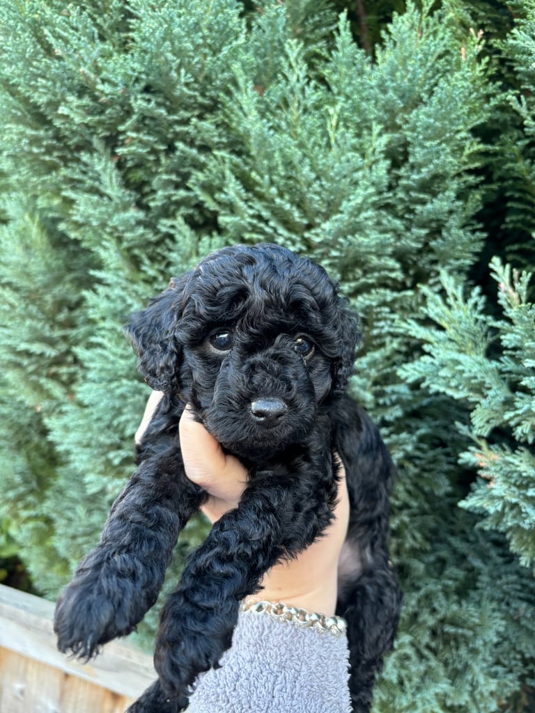READY NEXT WEEK - F2 cockapoo puppies 