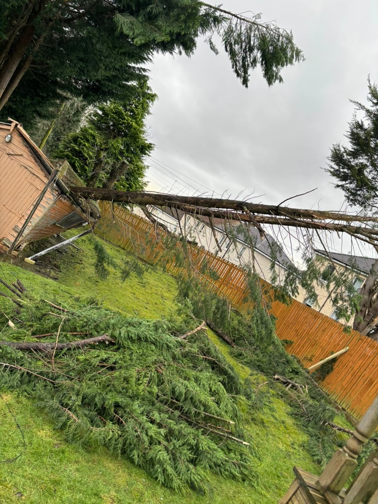 FENCE REPAIRS & TREE REMOAL 🌳🌳🌳