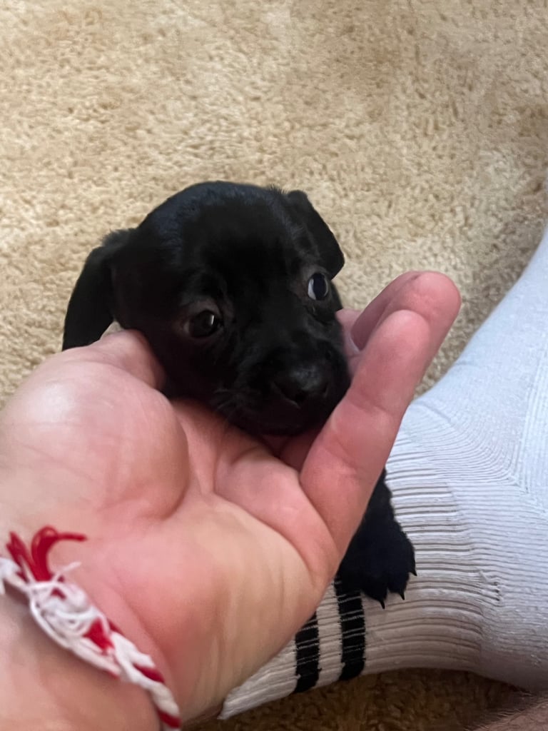 Miniature dachshund puppy
