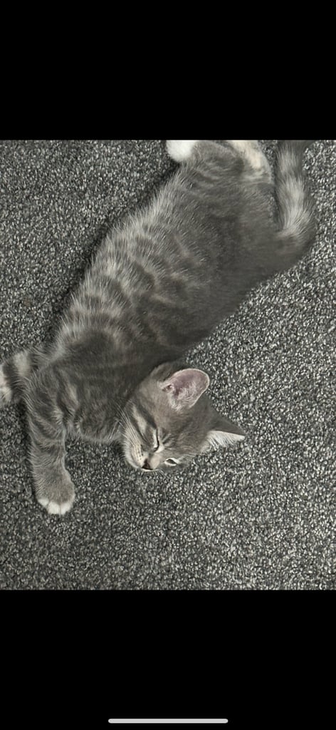 Male Kittens looking for home together 