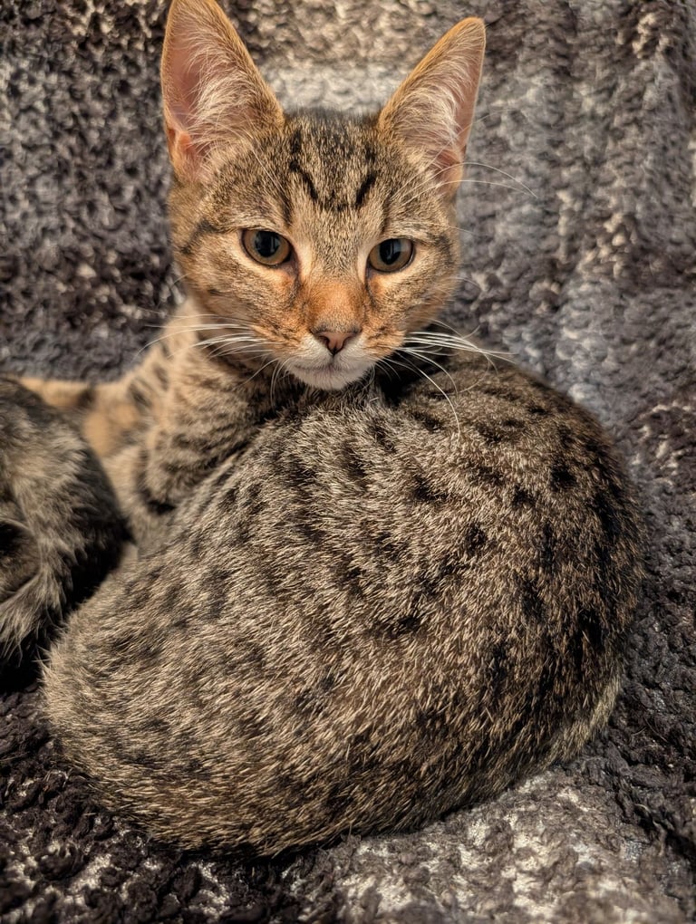 2 beautiful brothers 