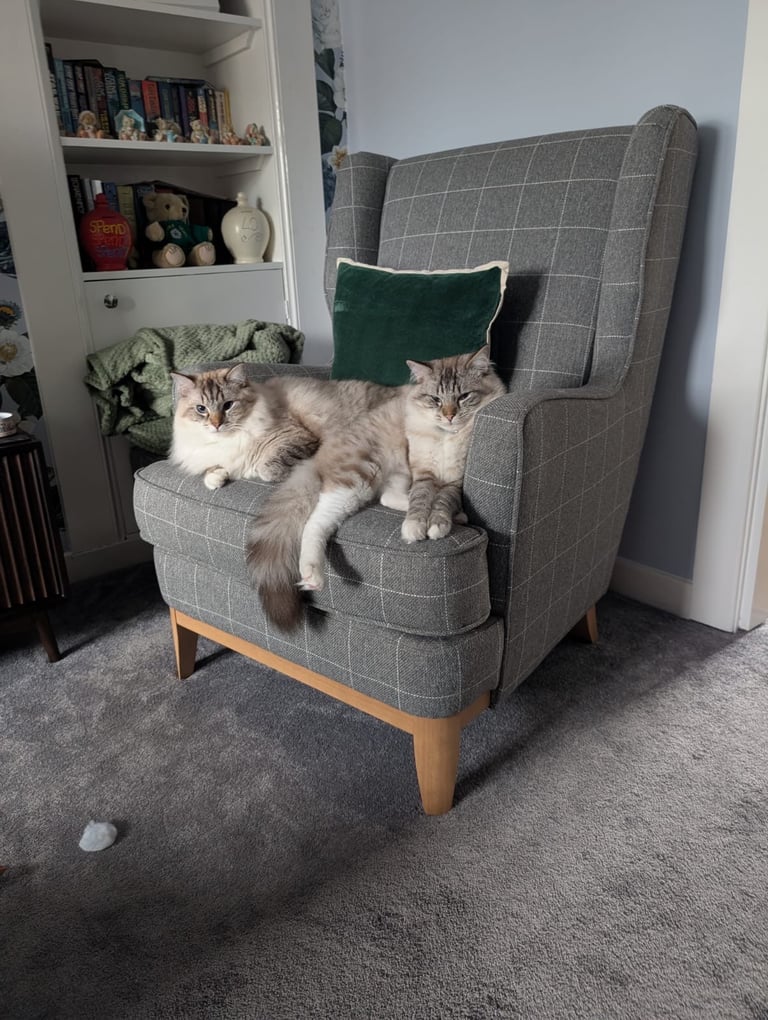 Ragdoll kittens for sale 4 boys left 