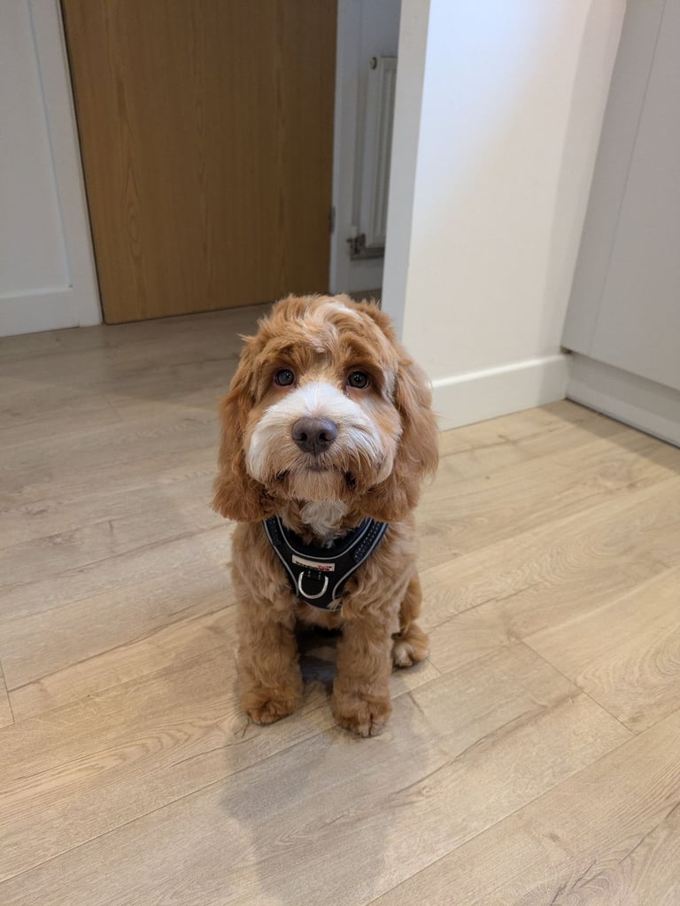 5 and a half month cockapoo