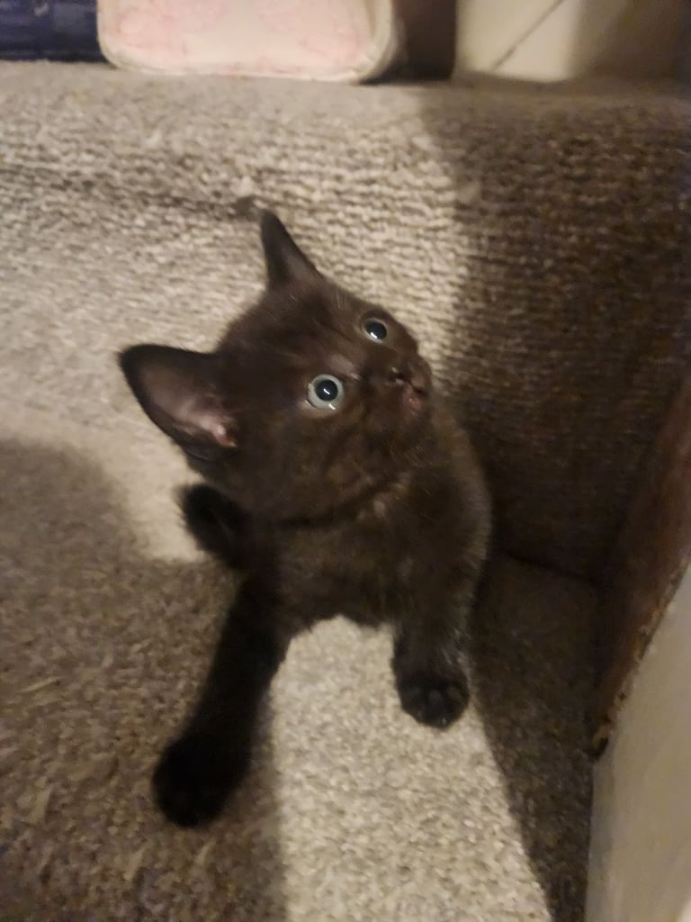 Cute chubby British shorthair kittens