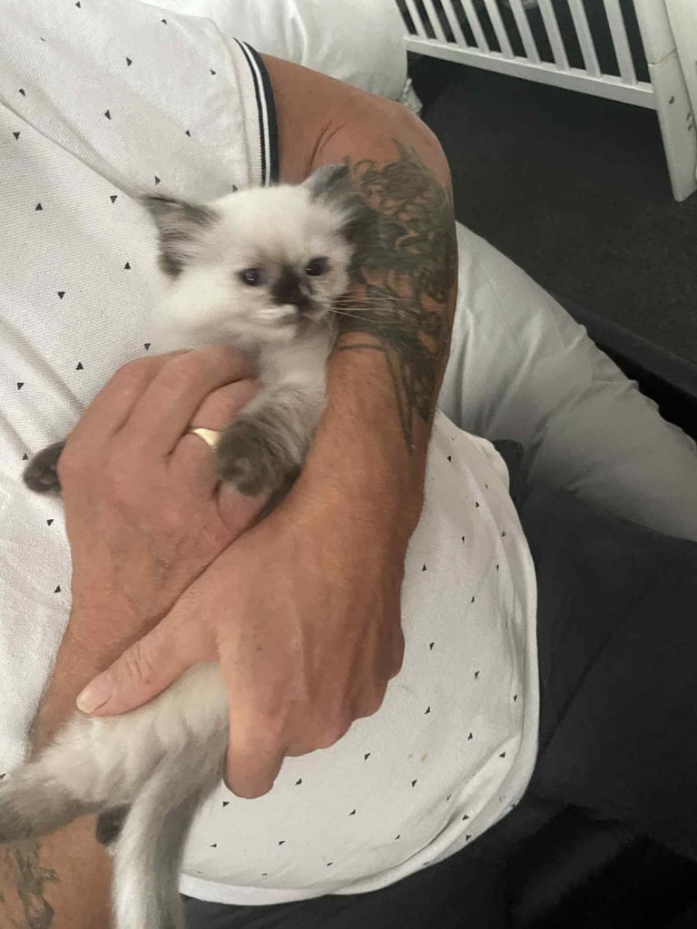 Ragdolls kitten  4 left 