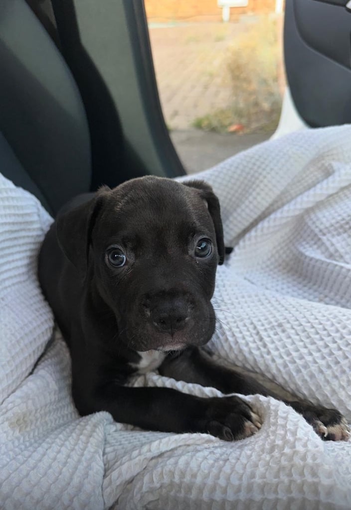 🏡 Gorgeous Cane Corso × Staffordshire Puppies Ready for Their Forever Homes! 🐾