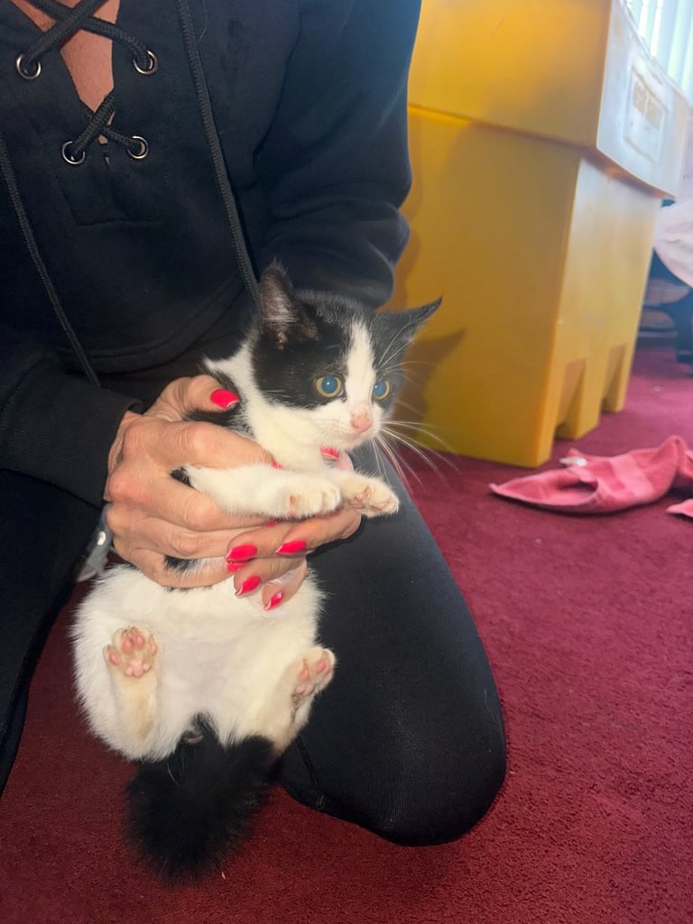 baby kittens for sale 